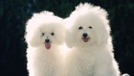 Bichon frise funkciók és etetés fotók, amit a takarmány Bichon funkciók, mint a tartalom