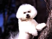 Bichon frise funkciók és etetés fotók, amit a takarmány Bichon funkciók, mint a tartalom