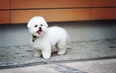 Bichon frise funkciók és etetés fotók, amit a takarmány Bichon funkciók, mint a tartalom