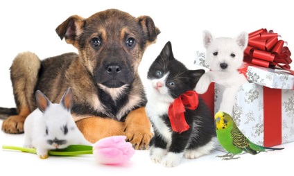 Pet Shop üzleti terv lépésről lépésre