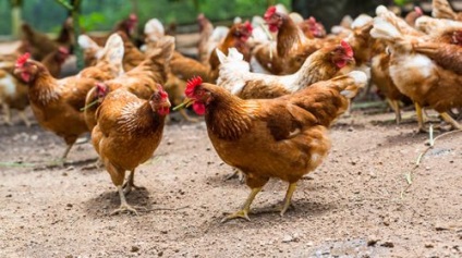 Betegség tünetei és kezelése csirkék otthon