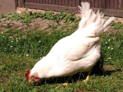 Betegség tünetei és kezelése csirkék otthon