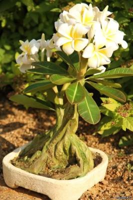 Plumeria bonsai thai agyag mesterkurzus - a színek a polimer agyag - polimer agyag -
