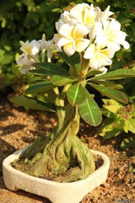 Plumeria bonsai thai agyag mester osztály - a színek a polimer agyag - polimer agyag - (agyag) Plumeria bonsai thai agyag mesterkurzus - a színek a polimer agyag - polimer agyag -
