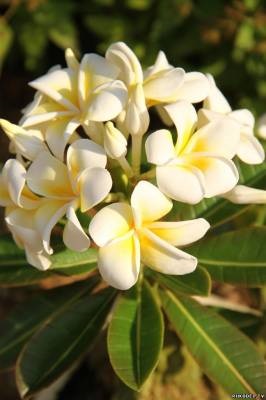 Plumeria bonsai thai agyag mesterkurzus - a színek a polimer agyag - polimer agyag -