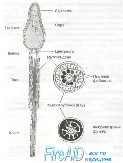 méhnyaknyák