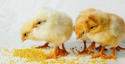 Hogyan tudjuk etetni a csirkéket otthon tenyésztyúkok
