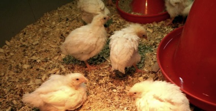 Hogyan tudjuk etetni a csirkéket otthon tenyésztyúkok