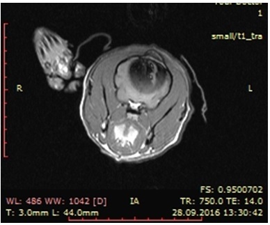 Cranio - agyi trauma kutyáknál - Center for Veterinary neurológia és idegsebészet