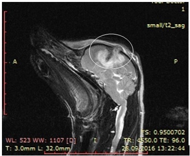 Cranio - agyi trauma kutyáknál - Center for Veterinary neurológia és idegsebészet