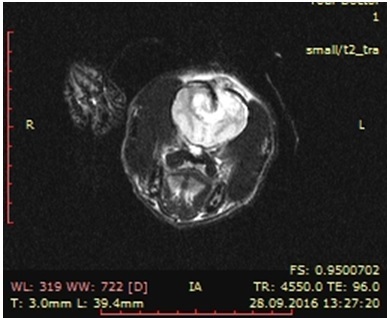 Cranio - agyi trauma kutyáknál - Center for Veterinary neurológia és idegsebészet