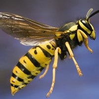 Mi a teendő, ha megharapott egy darázs segít a harapás darazsak, méhek, darazsak