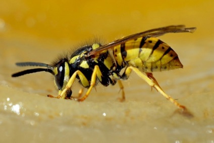 Mi a teendő, ha megharapott egy darázs segít a harapás darazsak, méhek, darazsak