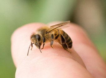 Mi köze a rovarcsípés, hogyan lehet megszabadulni az allergia, mik a tünetek