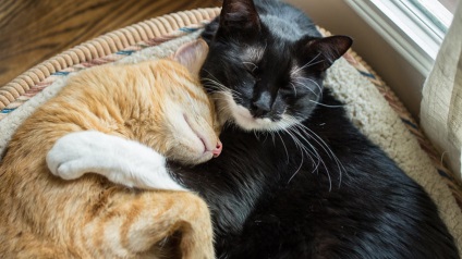Mi lehet jobb, mint a macskák - csak két macska hogyan kell helyesen barátkozni egy új régi pet