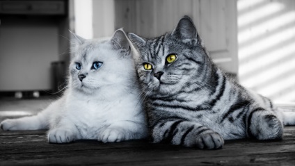 Mi lehet jobb, mint a macskák - csak két macska hogyan kell helyesen barátkozni egy új régi pet