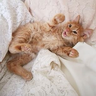 Azt akarja mondani neki macska nyávog, vörös macska (cat meows his) Azt akarja mondani neki macska nyávog, vörös macska