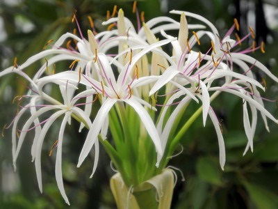 Virág Crinum ápolási otthon a növények számára az ázsiai és az amerikai fajok