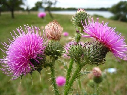 Flower of England, a helyszínen katalógus a modern Anglia