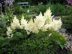 Astilbe virág - ültetés, termesztés és a megfelelő ellátás