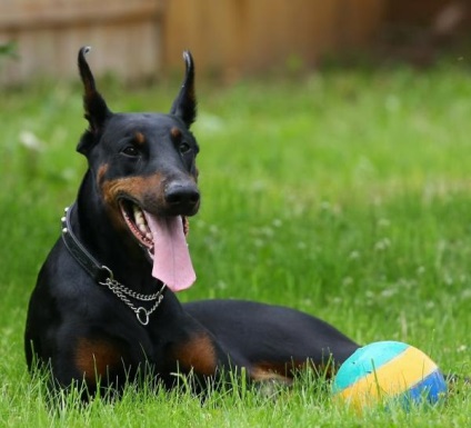 Képzés Doberman start, OKD és ZKS (Dobermann) Képzés Doberman start, OKD és ZKS