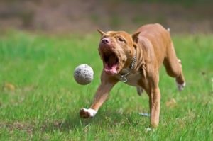 Képzése és oktatása A kutyák Pitbull szakértői vélemények