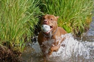 Képzése és oktatása A kutyák Pitbull szakértői vélemények