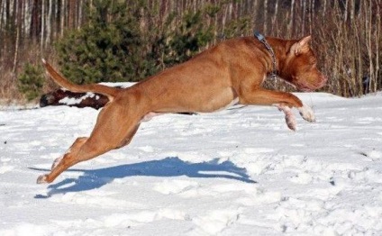 Képzési pitbull (pit bull) képzési pitbull