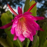 Epiphyllum ellátás home fotó és videó