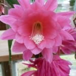 Epiphyllum ellátás home fotó és videó