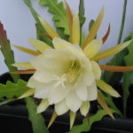 Epiphyllum ellátás home fotó és videó