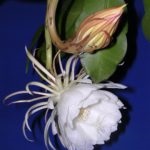 Epiphyllum ellátás home fotó és videó