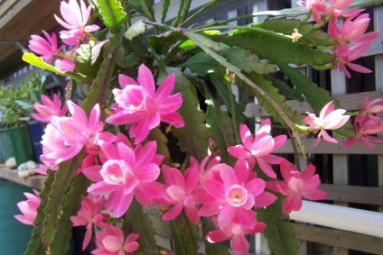 Epiphyllum ellátás home fotó és videó