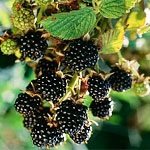 Blackberry összetételét, tulajdonságait és használja szeder (használatra) Blackberry összetételét, tulajdonságait és előnyeit a szeder