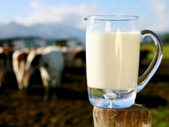 Befolyásoló tényezők a tartalom zsír és fehérje a tejben
