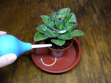 Ibolya az ablakpárkányon, mint gyakran szükséges a víz a ibolya (öntözés gyakoriságát) Ibolya az ablakpárkányon, mint gyakran szükséges a víz a ibolya