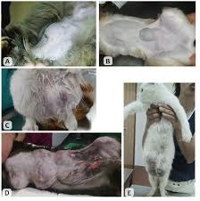 Fibroadenomatoznaya hiperplázia tejmirigyek macskák - Veterinary Clinic Doctor Shustov