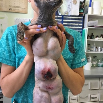 Fibroadenomatoznaya hiperplázia tejmirigyek macskák - Veterinary Clinic Doctor Shustov