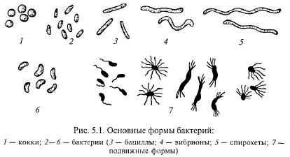 Phytopathogenic baktériumok - agroarhiv mezőgazdasági anyagok