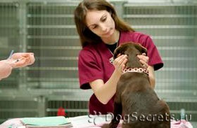 Cellulitisz kutyák tünetei, kezelése