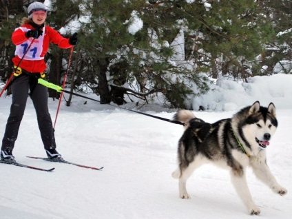 Fsps - Federation of sport és kézműves Kennel RKF rendszer