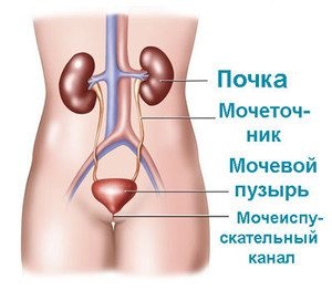 A veseműködést és szerkezete az emberi munkafolyamatok