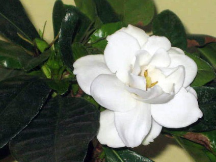 Gardenia jasminoides fajták, gondozás és növekvő összetettsége