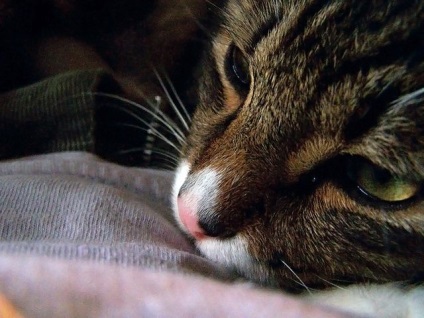 Gemobartonellez macskák tünetek, kezelés, megelőzés