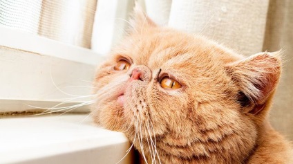 Gemobartonellez macskák tünetek, kezelés, megelőzés