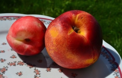 Hibridje a szilva és sárgabarack, őszibarack, nektarin és az alma leírása