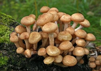 Szaprofita gombák és paraziták (fotó 43), példák, amelyek ellátására használják a közöttük lévő különbség,