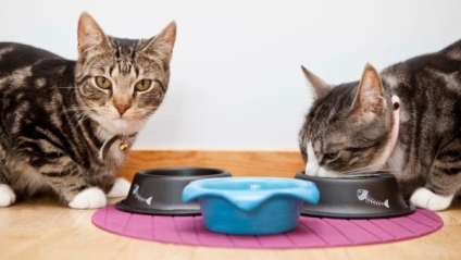 Gourmet macskaeledel értékelések állatorvosok és a termék jellemzői