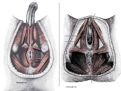 perineális izom erekció