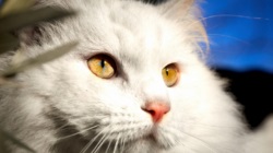 Fertőző anaemia macskák (gemobartonellez) tünetek és kezelés